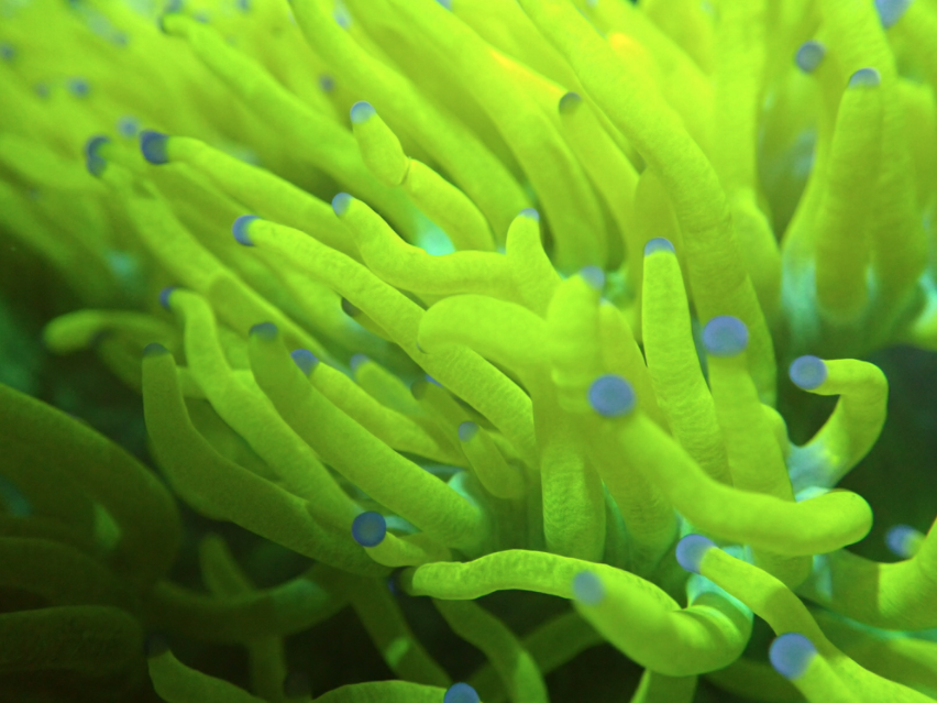 Neon Yellow Elegance Coral is like a Sunset at Chernobyl | Reef ...