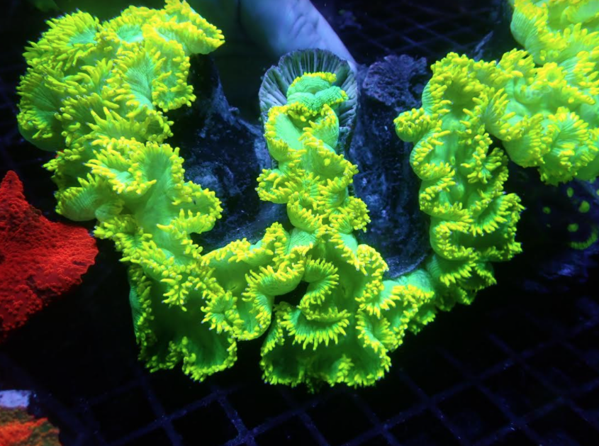 Neon Yellow Elegance Coral is like a Sunset at Chernobyl | Reef ...