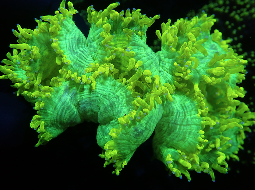 Neon Yellow Elegance Coral is like a Sunset at Chernobyl | Reef ...