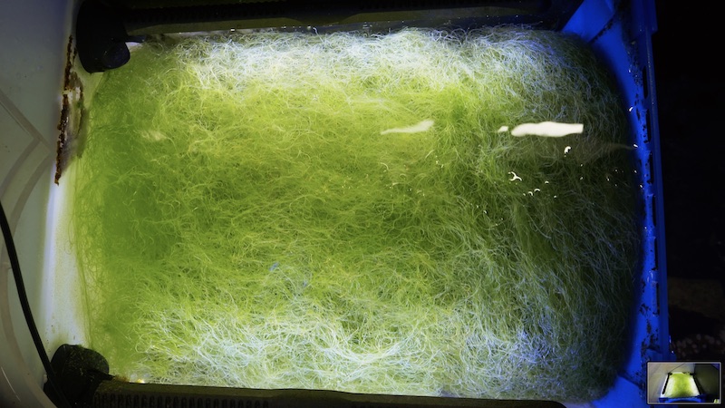 Algae scrubber plan  Marine Aquariums South Africa