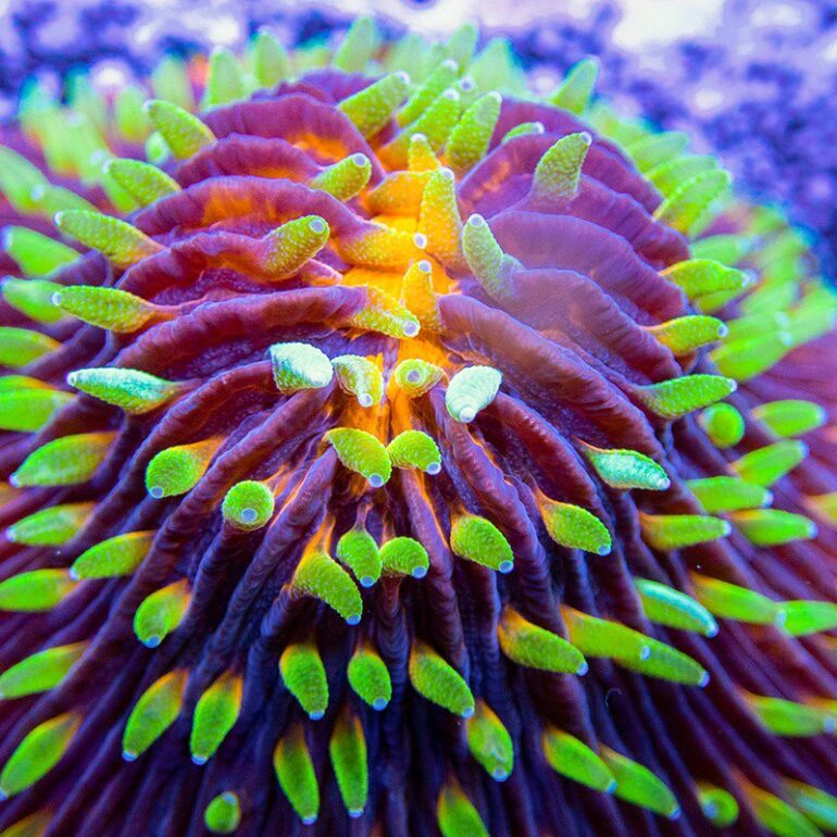 Firewoks Cycloseris is a Disc Coral to Remember | Reef Builders | The ...