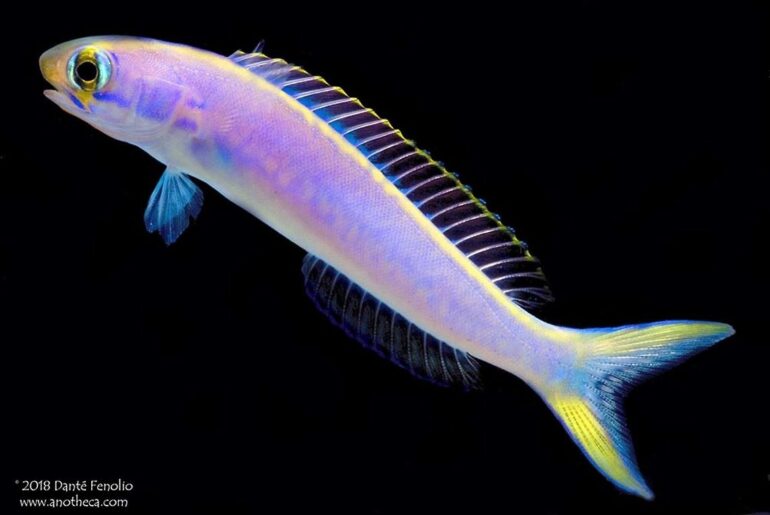 Flashing Tilefish's Color Changing Skin is Unique in the Animal