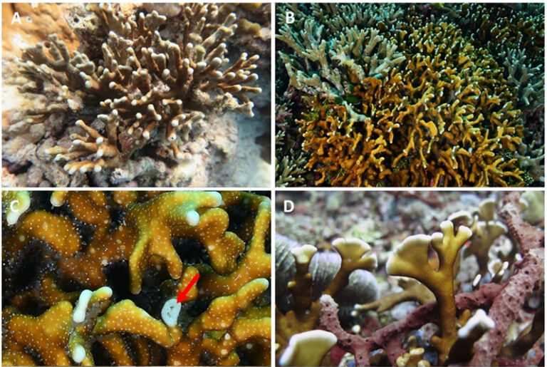 ‘Branching’ Blue Ridge Coral More Widespread than Previously Known ...