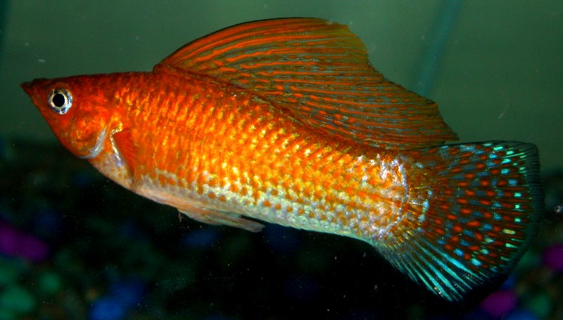 Sailfin best sale molly care