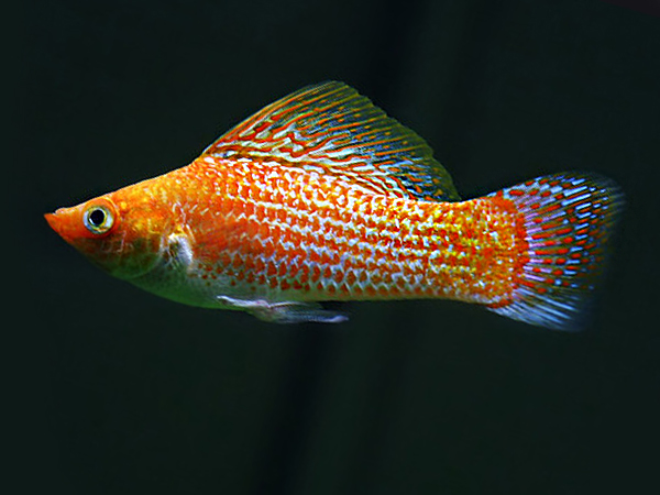 reticulated-orange-molly.jpg