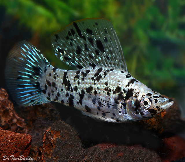 Dalmation molly fish store care