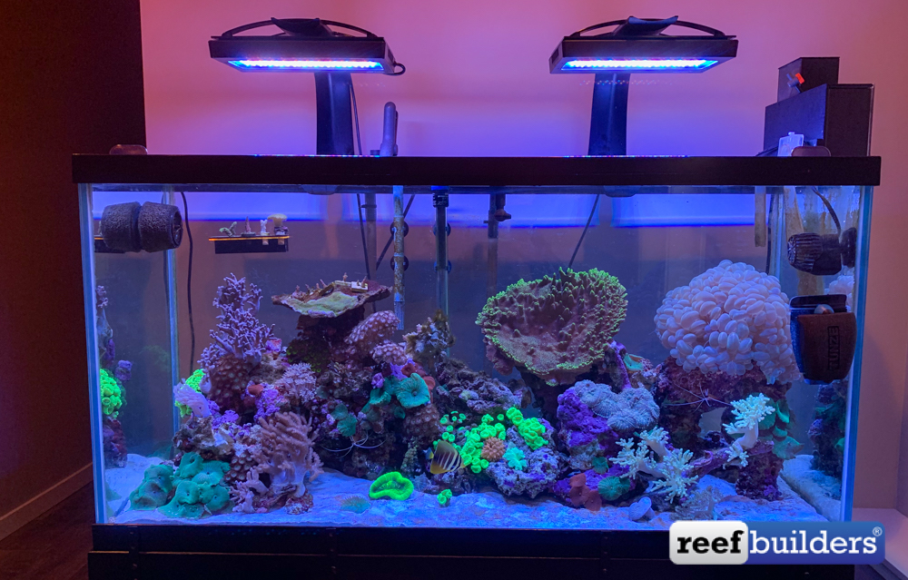 90 gallon full tank pics.  REEF2REEF Saltwater and Reef Aquarium Forum