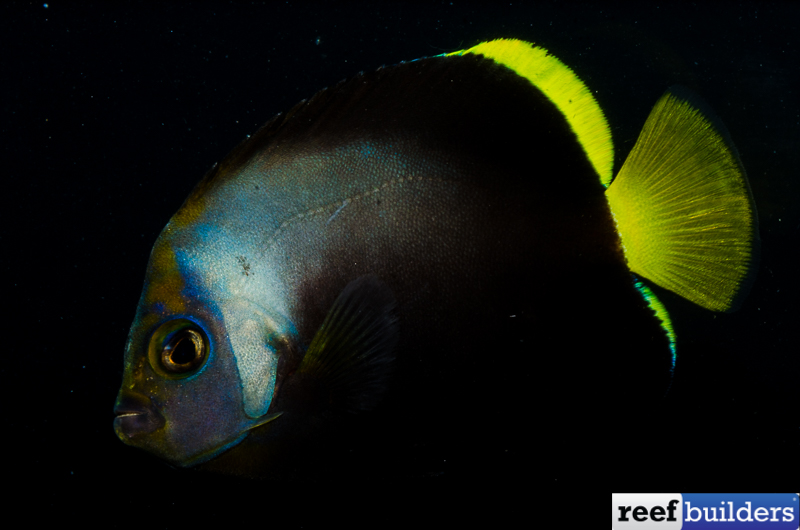 Maze x Black Velvet Angelfish produced by Bali Aquarich | Reef Builders ...