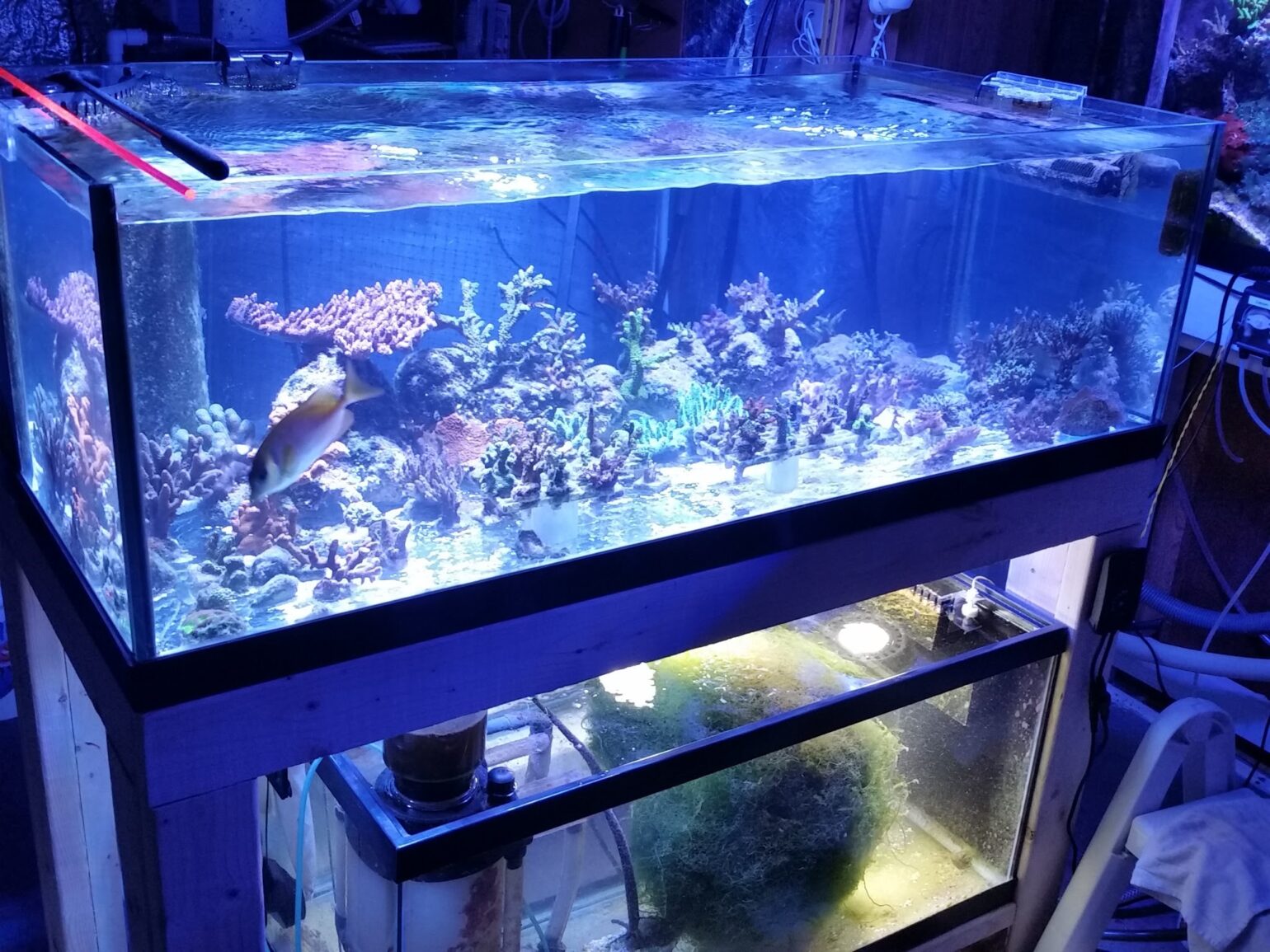 Reefing from Afar, Part 4: The Wong Solution | Reef Builders | The Reef ...