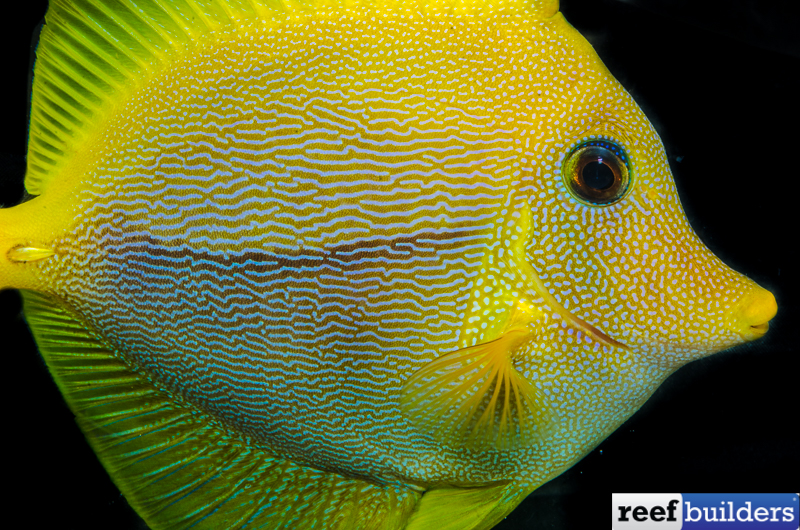 Rare Tang Fish