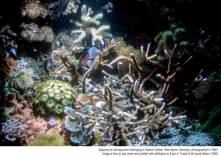 dietrich-stuber-reef-aquarium-2-768x544.