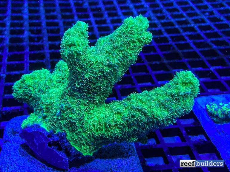‘Scribbled’ Hydnophora is a Coral Strain for the Connoisseurs Reef