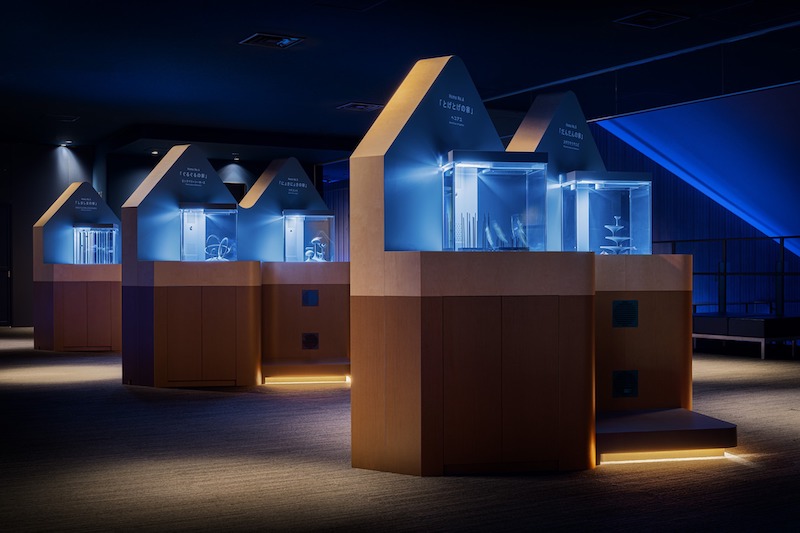 A minimalist aquascape for a - Aquarium Architecture
