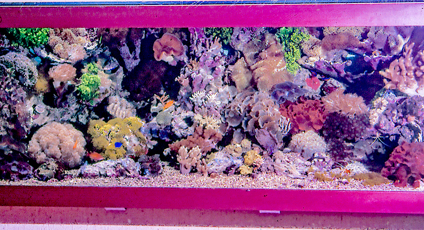 rudolph-krause-reef-aquarium-1.jpg