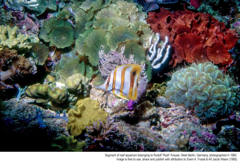 rudolph-krause-reef-aquarium-2-768x523.j
