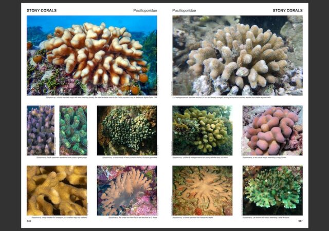 Tag: coral identification | Reef Builders | The Reef and Saltwater ...