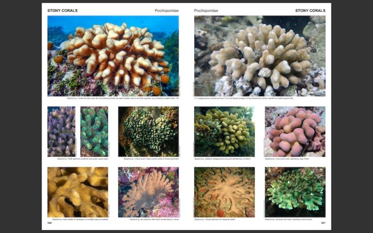 Indo Pacific Corals A New Coral Id Book By Joe Rowlett Reef Builders