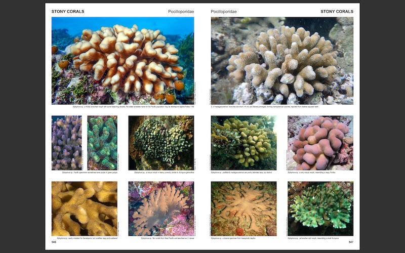 Corals of Australia and the Indo-Pacific 