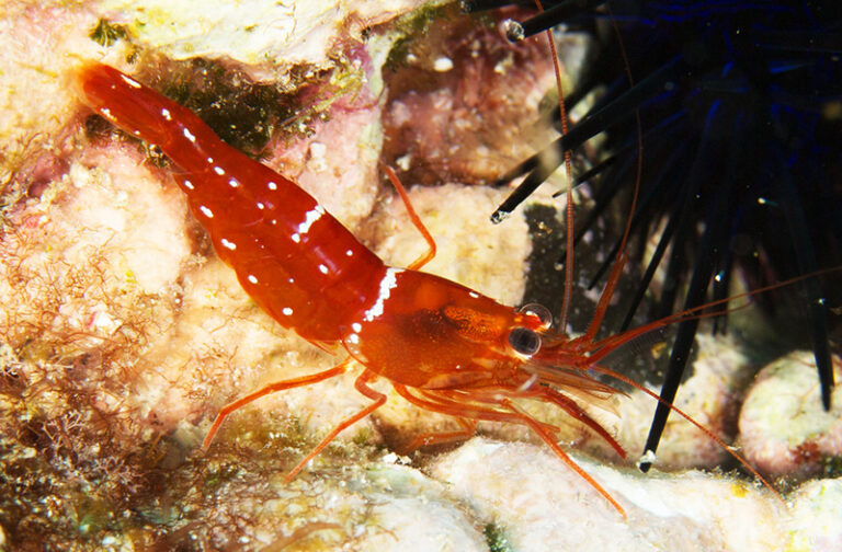 Lysmata napoleoni, a New Species of Cleaner Shrimp from the Middle of ...