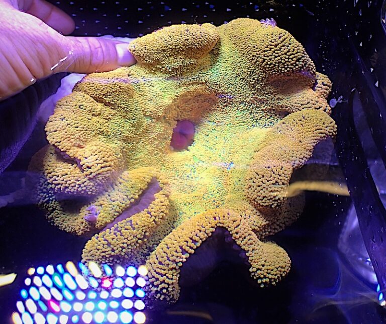 Yellow Carpet Anemone is a Sensational Stichodactyla | Reef Builders ...