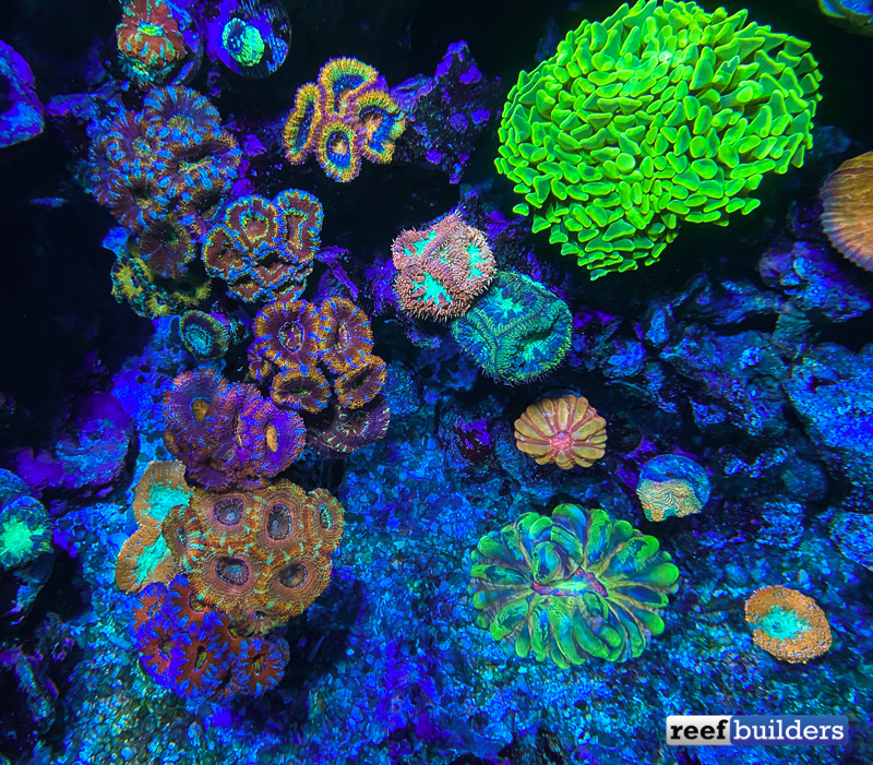 Rainbow Master Cynarina Bar for these Unique LPS Corals | Reef Builders | The Reef Saltwater Aquarium Blog