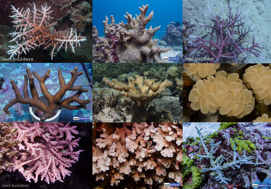 12 of the Rarest Corals We've Found on Wild Reefs | Reef Builders | The Reef Saltwater Blog