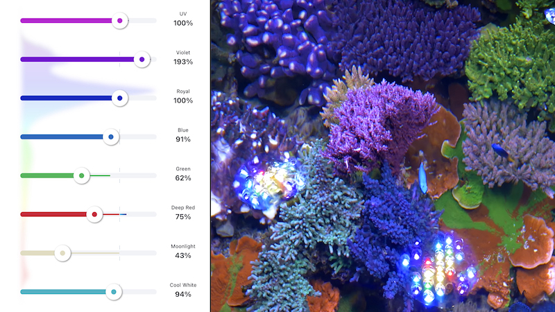 Få kontrol Had Umulig Aquarium LED Light Colors Explained [Video] | Reef Builders | The Reef and Saltwater  Aquarium Blog