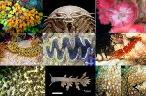 Top 10 New Species of Corals & Critters of 2020 | Reef Builders | The ...