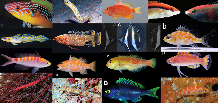 species of ocean fish