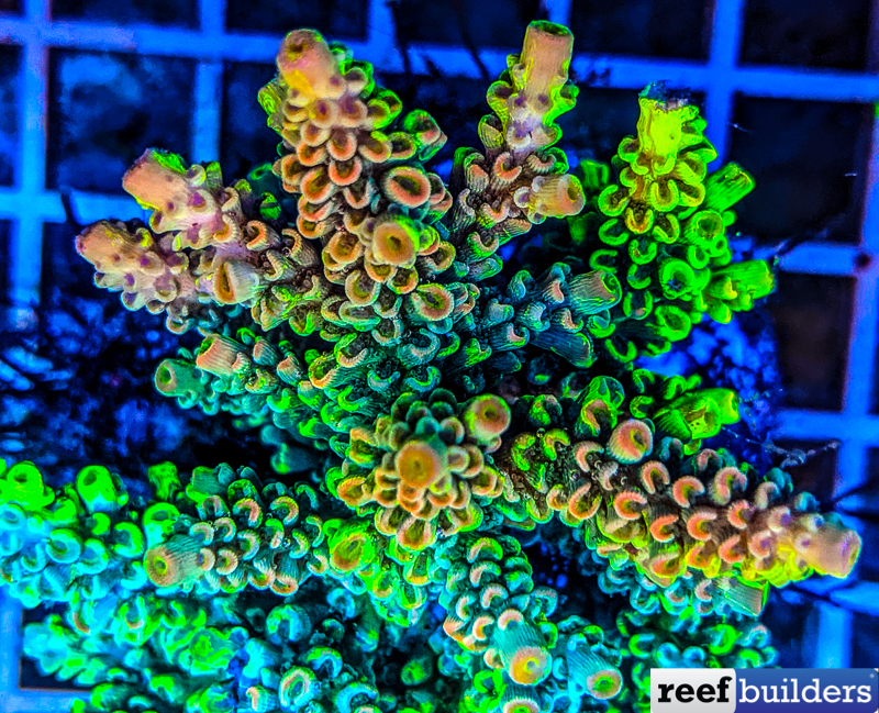 Armageddon-crafted-Acropora-tenuis-5-of-