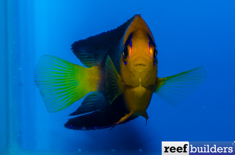 Bali Aquarich Creates Two New hybrid Angelfish!