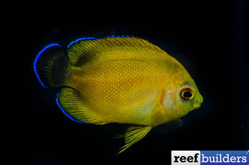 Bali Aquarich Creates Two New hybrid Angelfish! | Reef Builders 