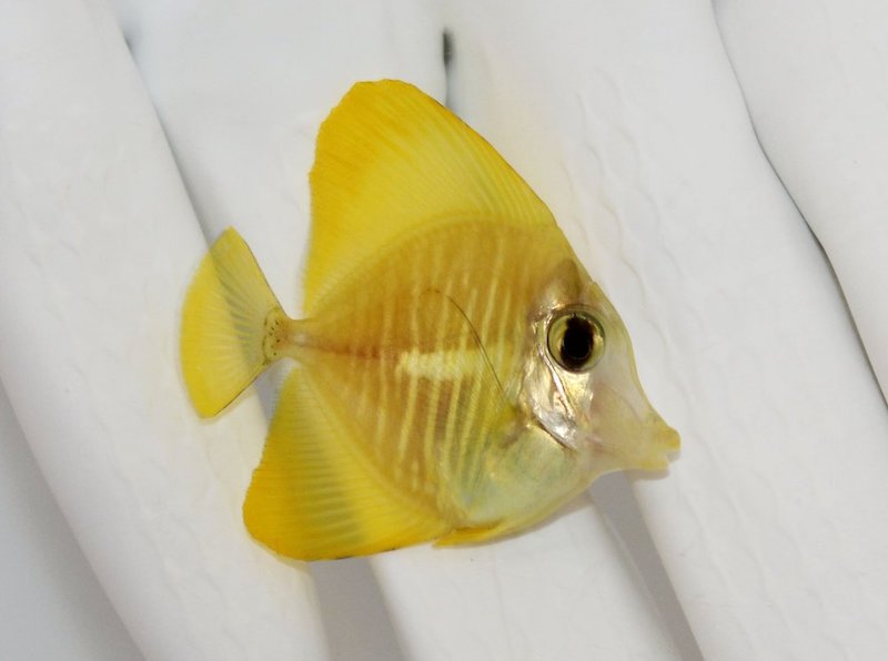 How Much For A Yellow Tang!?!?!? REEF2REEF Saltwater And