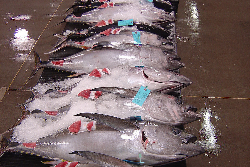 hawaii-bigeye-tuna.jpeg