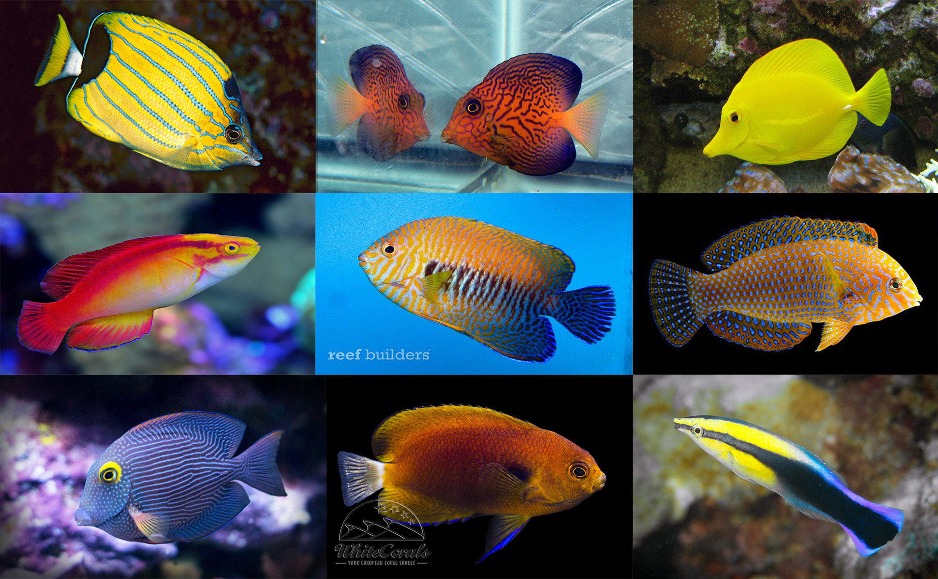 aquarium fish pictures and names