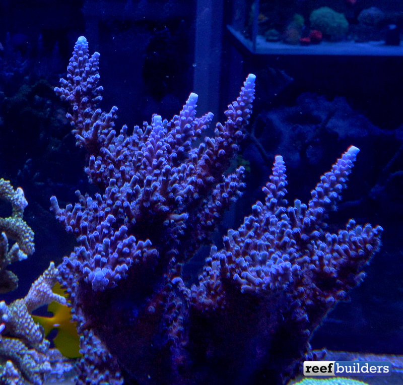 How to Frag Acropora tortuosa [Video] | Reef Builders | The Reef and ...