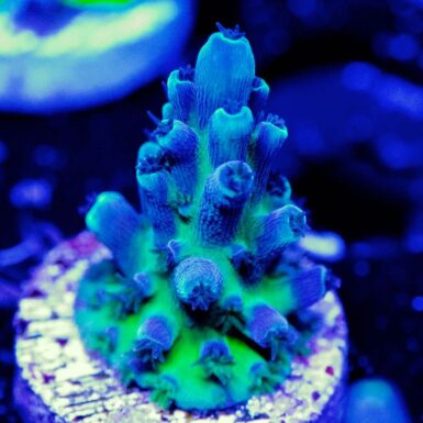 Are Reefers Ready for the Immortal Tort? | Reef Builders | The Reef and ...