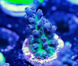 Are Reefers Ready for the Immortal Tort? | Reef Builders | The Reef and ...