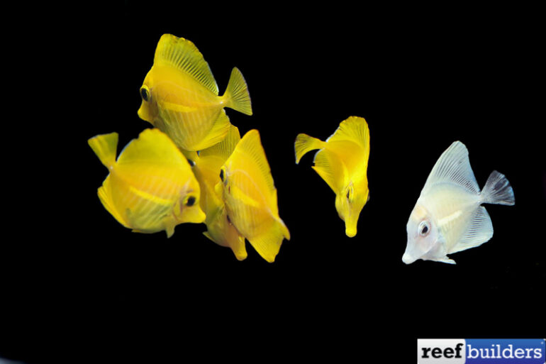 Captive Bred Yellow Tangs from Biota are the only option! Reef Builders The Reef and