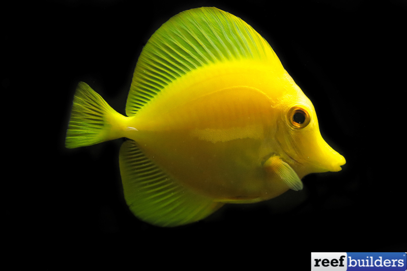 BIOTA Yellow Tang, Captive Bred Fish