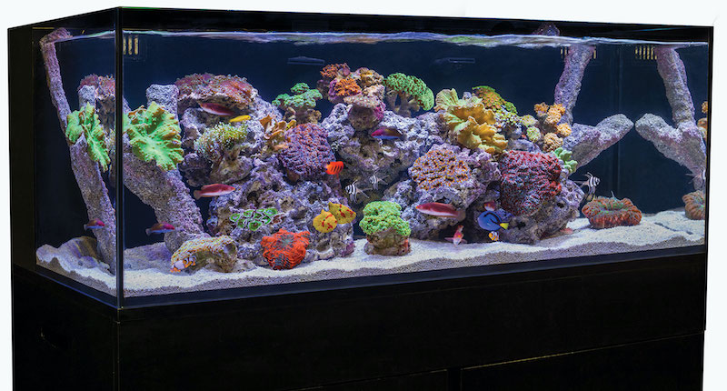 Cobalt Aquatics 50 Gallon In One Aquarium | Reef Builders | The Reef and Saltwater Aquarium Blog