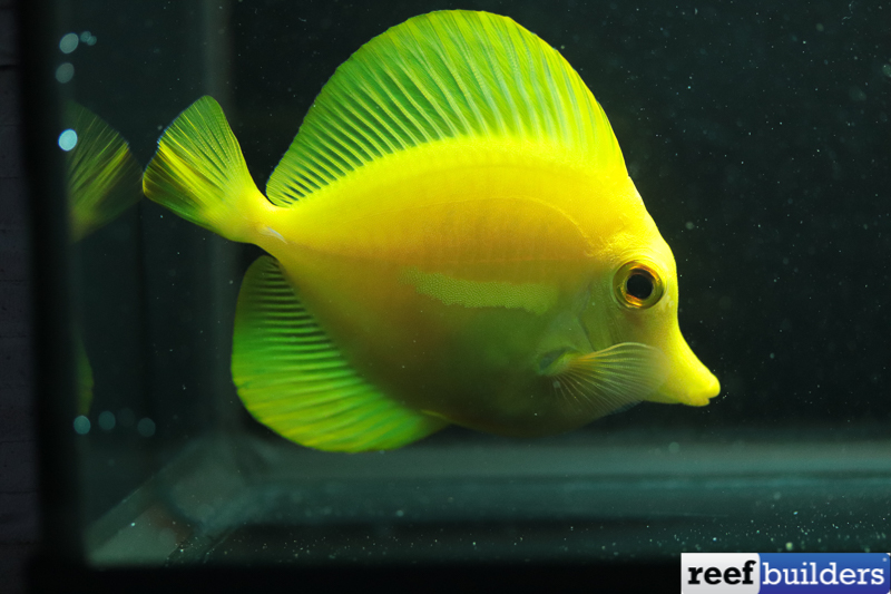 BIOTA Yellow Tang, Captive Bred Fish