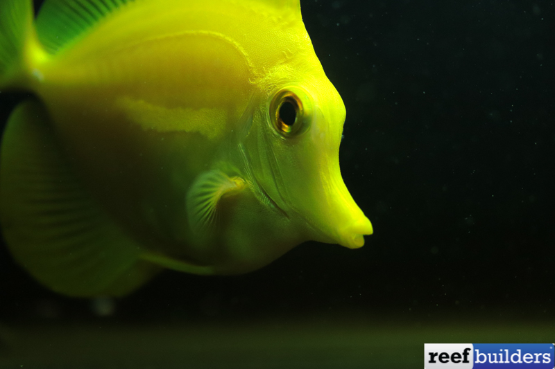 BIOTA Yellow Tang, Captive Bred Fish