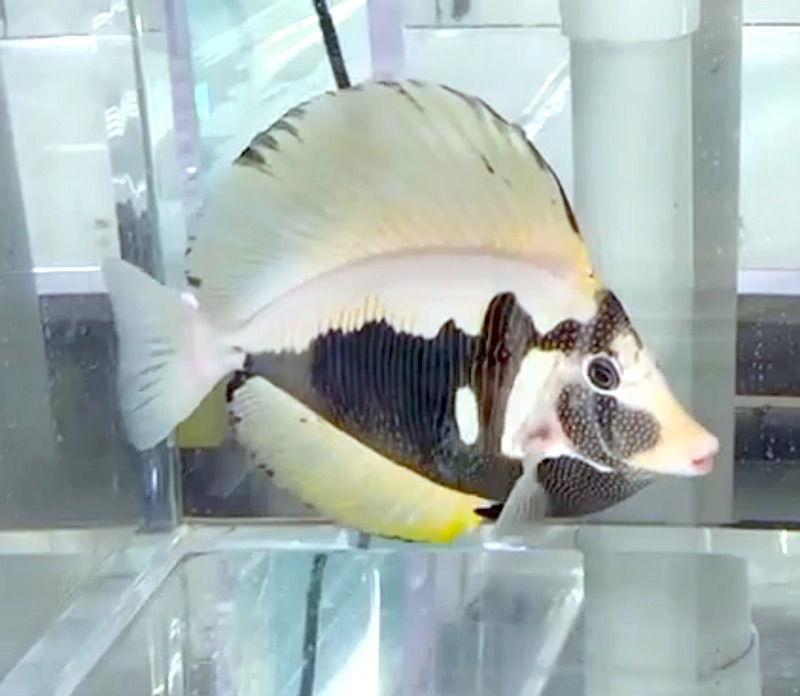 sailfin tang desjardini