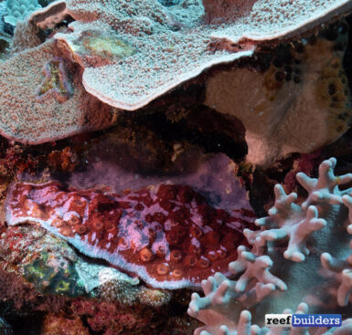 low-light-corals-2-385x367.jpg