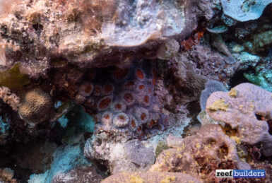 low-light-corals-4-385x259.jpg