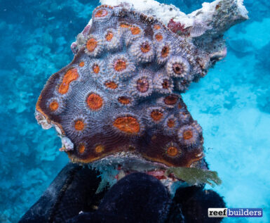 low-light-corals-5-385x317.jpg