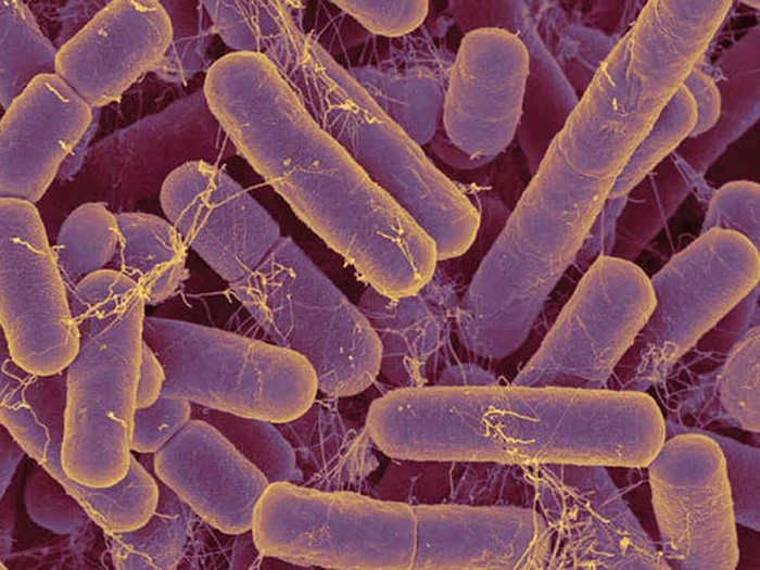 purple-nonsulfur-bacteria.jpg