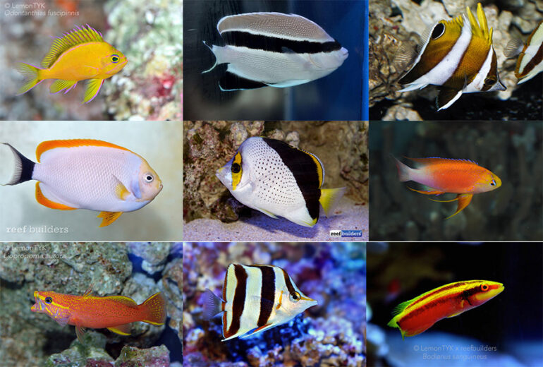 10 Rare Hawaiian Aquarium Fish | Reef Builders | The Reef and Saltwater ...