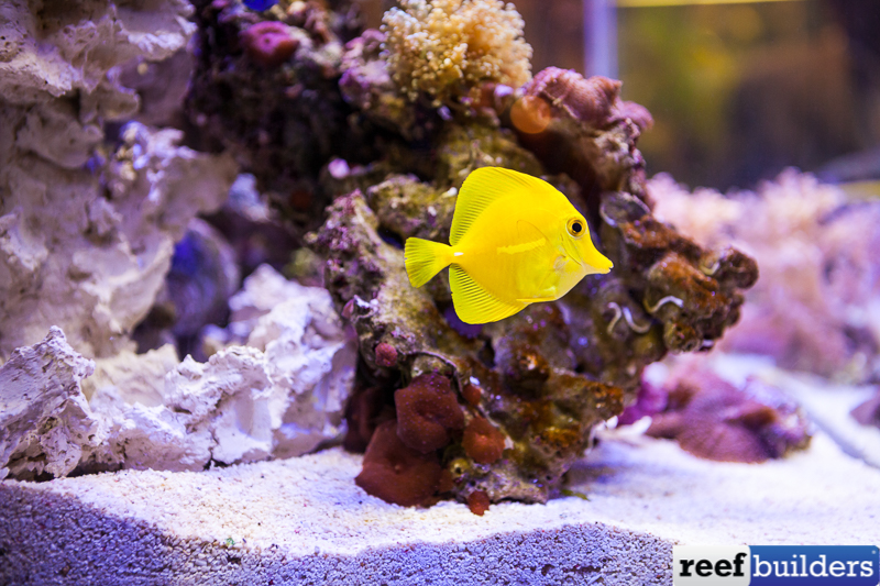 BIOTA Yellow Tang, Captive Bred Fish